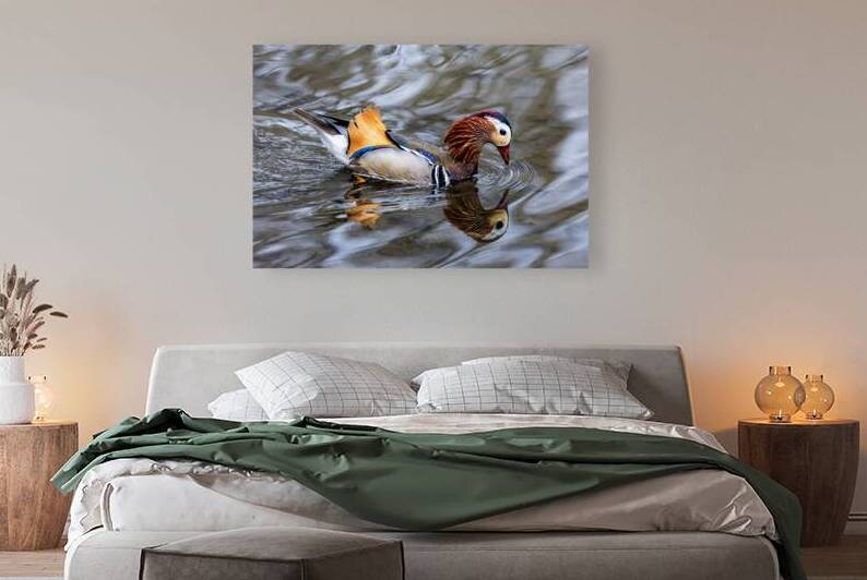 11029 Manderine Duck Aix galericulata  by John Gilsenan Design Wall Art and Photography
