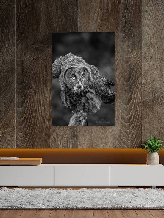 11599 Great Gray Owl Strix neblosa by John Gilsenan Design Wall Art and Photography