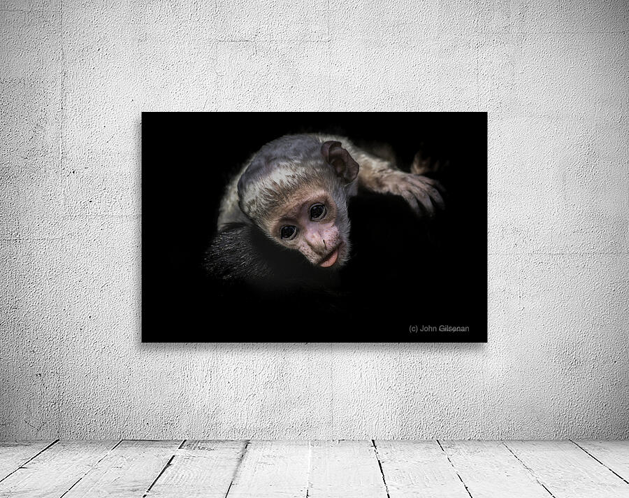 11451 Guereza Monkey New born  Wall Preview