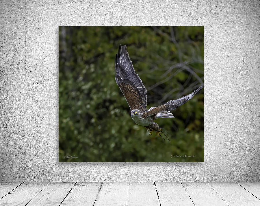 11444 Gyrfalcon Falco  Falco rusticolus Wall Preview