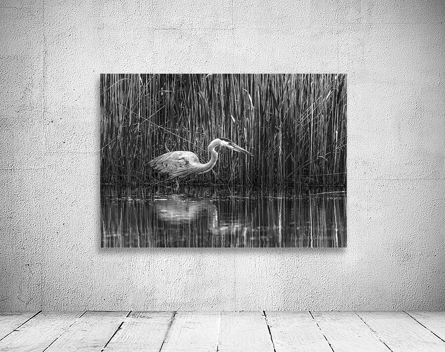 10673 Great Blue Heron Ardea herodias Wall Preview