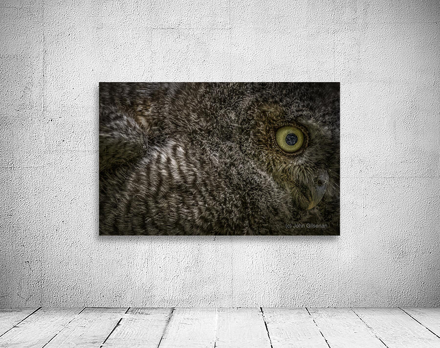 11212 Eastern Screech Owlet. Megascops asio  Wall Preview