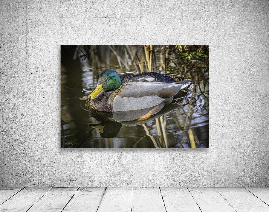 11425 Mallard Duck  Wall Preview