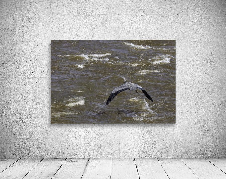 11307 Great Blue Heron  Ardea herodias Wall Preview