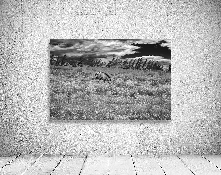 11552 Grazing in the Fields Wall Preview