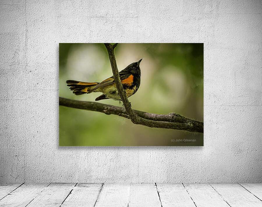 11563 American Redstart      Setophaga rutcilla  Wall Preview