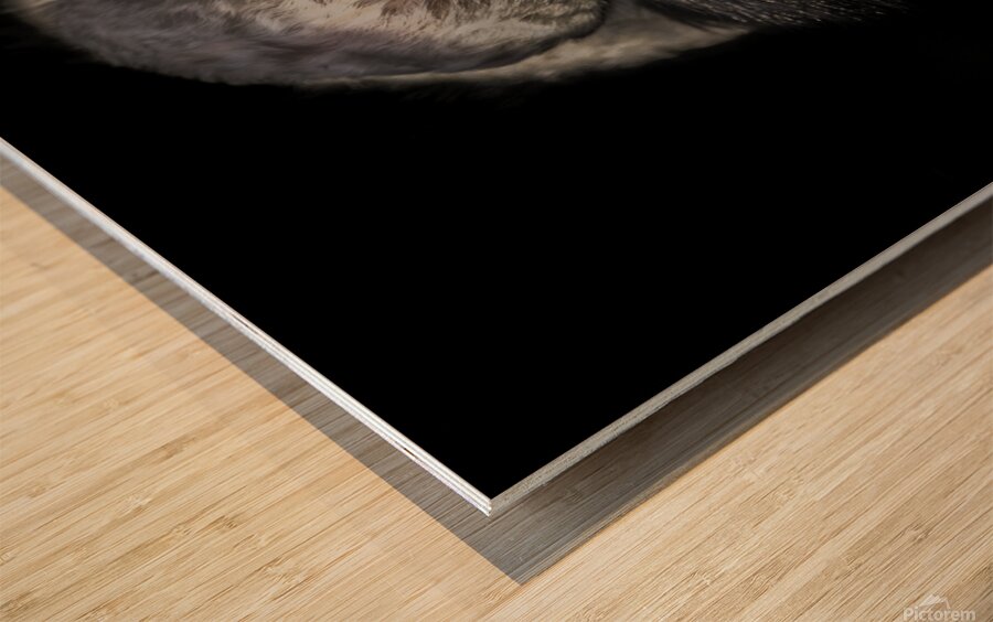 11451 Guereza Monkey New born  Wood print