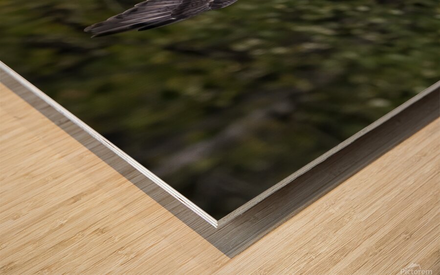 11444 Gyrfalcon Falco  Falco rusticolus Wood print