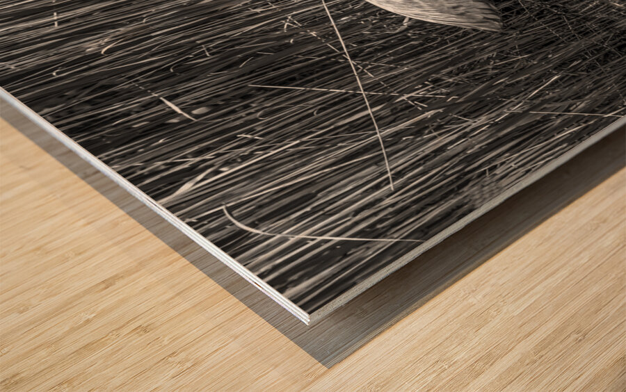 10673 Great Blue Heron Ardea herodias Wood print