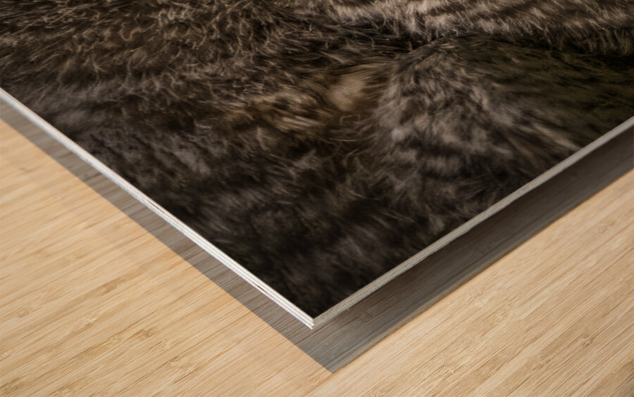 11212 Eastern Screech Owlet. Megascops asio  Wood print