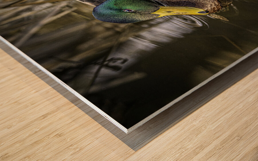 11425 Mallard Duck  Wood print