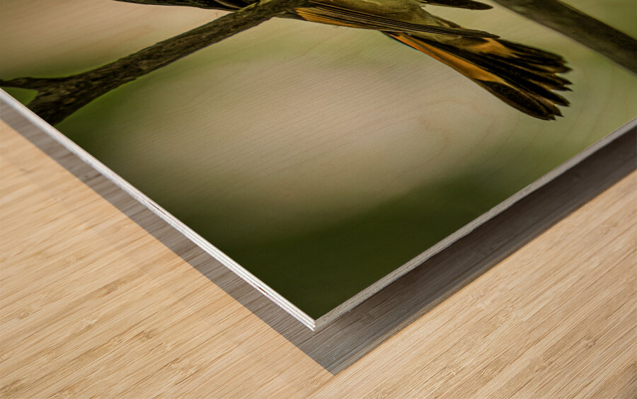 11563 American Redstart      Setophaga rutcilla  Wood print