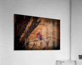Cardinal  Acrylic Print