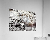 Squirrel Acrylic Print