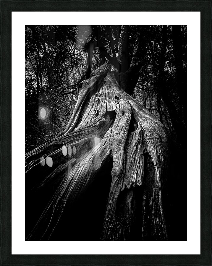 Witch Tree Picture Frame print