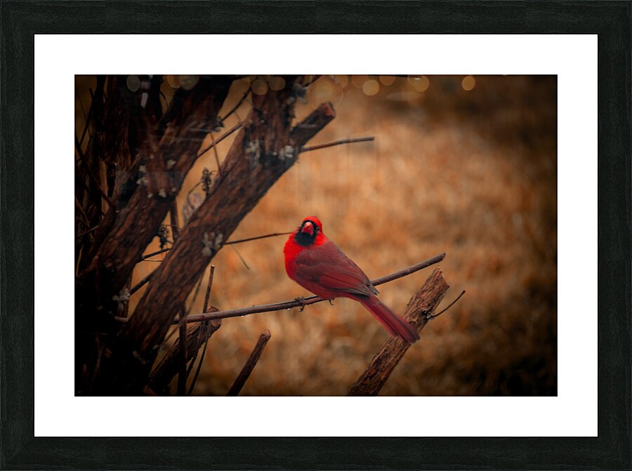 Cardinal  Picture Frame print
