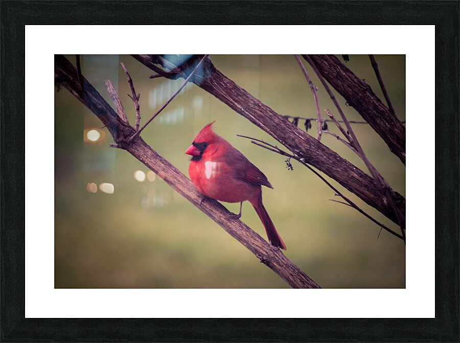 Bird Watch Picture Frame print