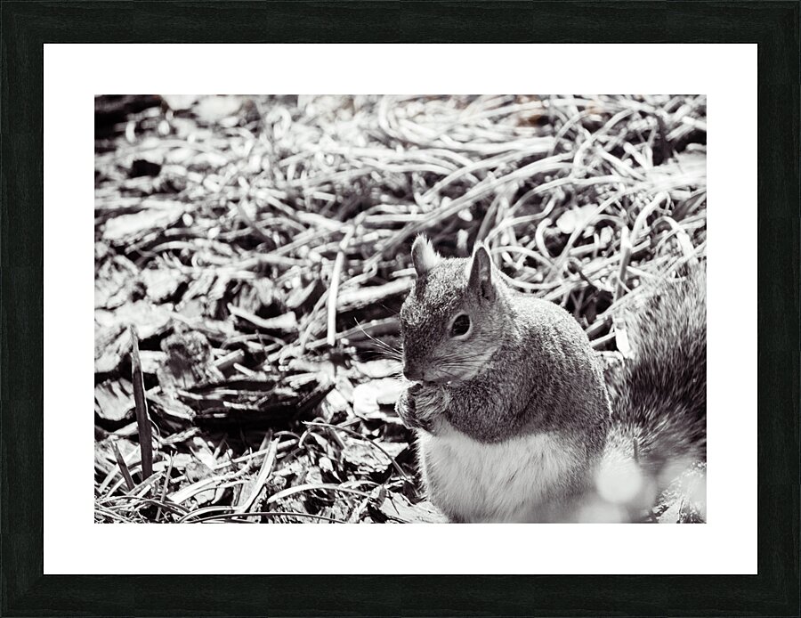 Squirrel Picture Frame print