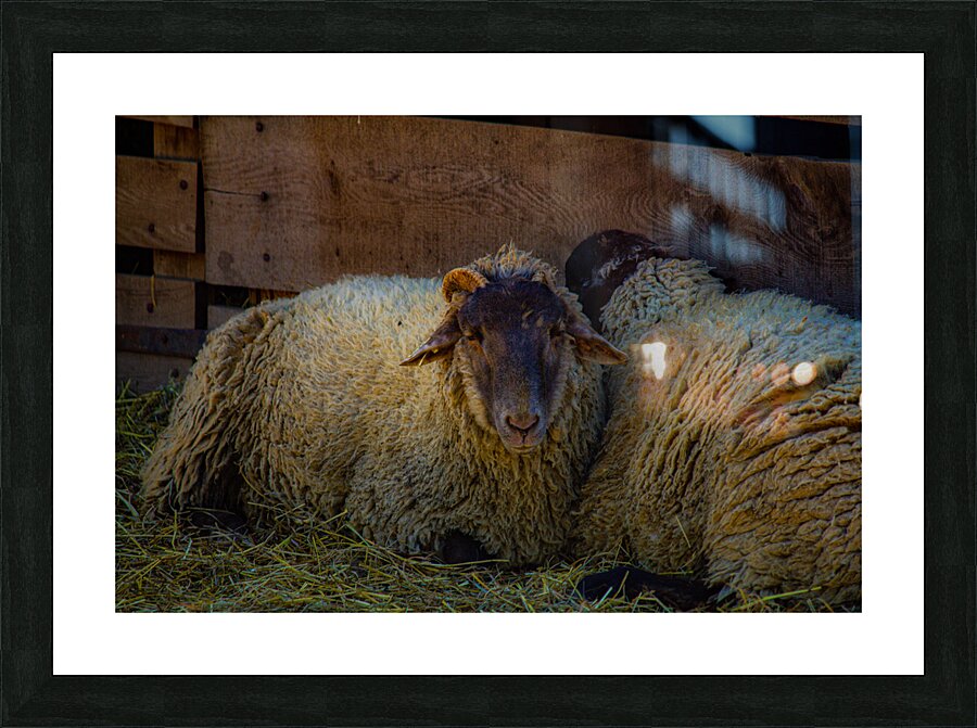 Sheep Picture Frame print