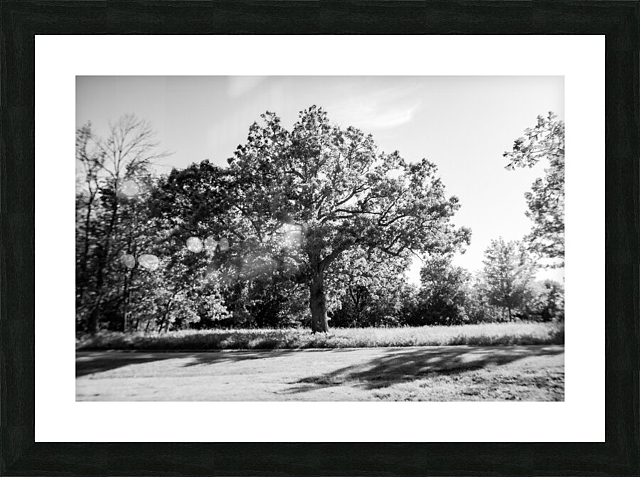 The Old Oak Picture Frame print