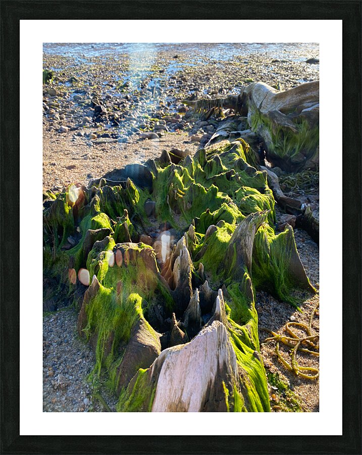 Mossy Stump Picture Frame print