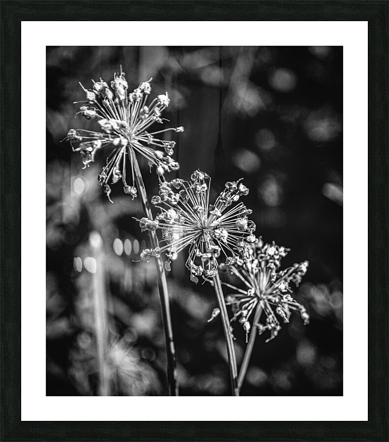 Black & White Flowers Picture Frame print