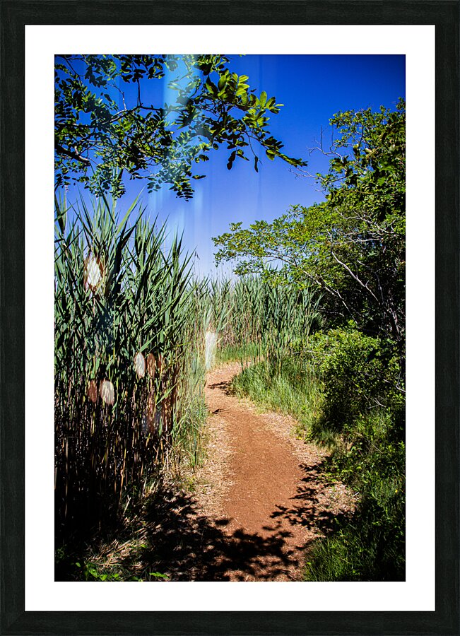 A patch in the woods Picture Frame print