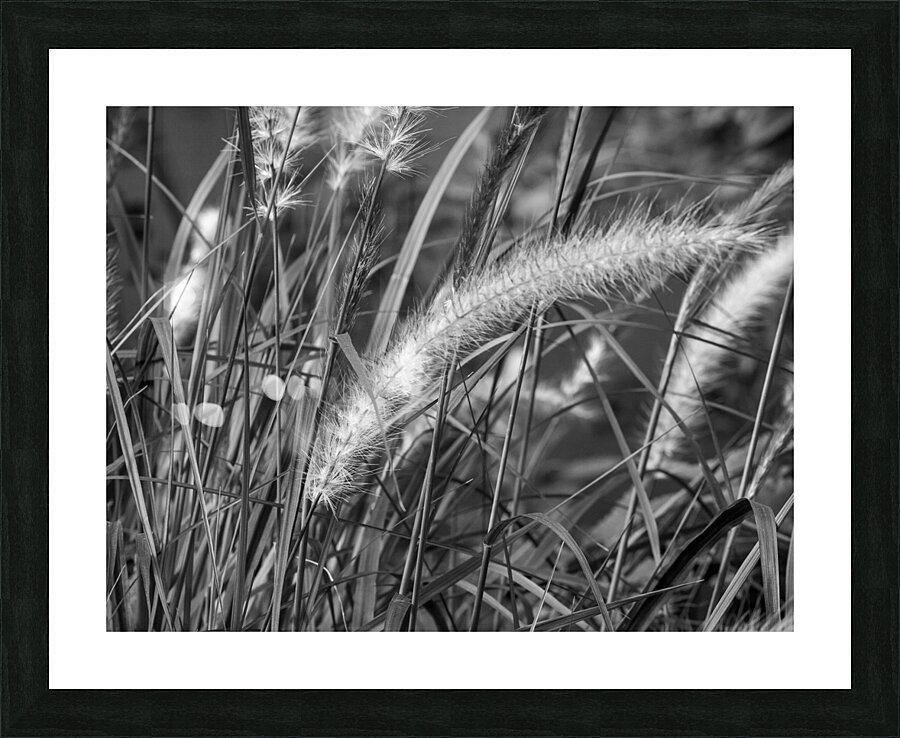 Grass BW Edit Picture Frame print