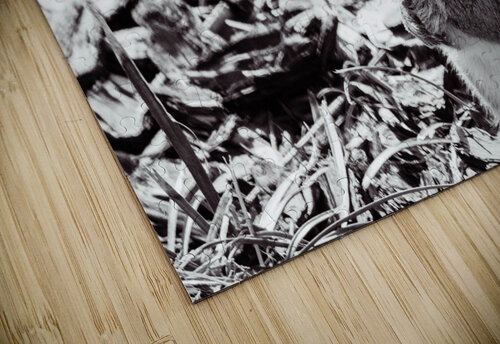 Squirrel DirtyBirdStudio puzzle