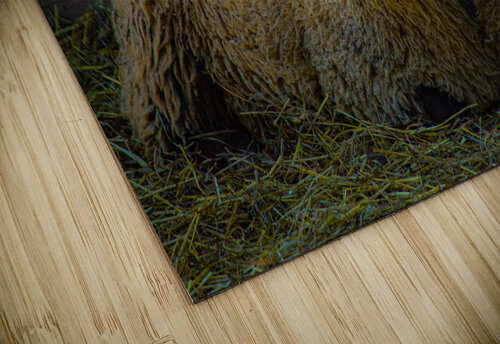 Sheep DirtyBirdStudio puzzle