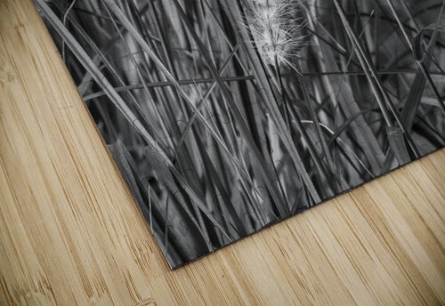 Grass BW Edit DirtyBirdStudio puzzle