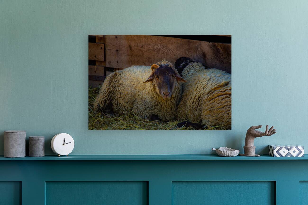 Sheep Reproduction