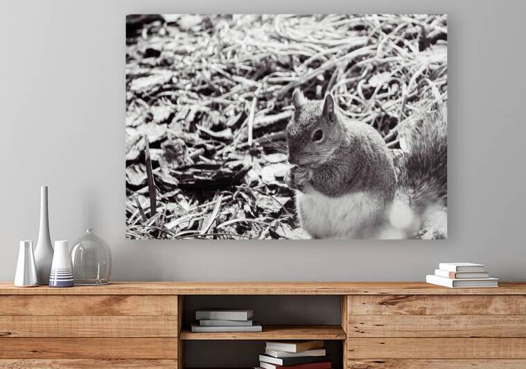 Squirrel Reproduction
