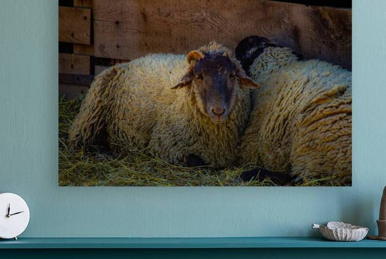 Sheep Reproduction
