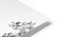The Old Oak HD Metal print