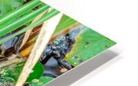 Lilly Pads HD Metal print
