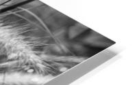 Grass BW Edit HD Metal print
