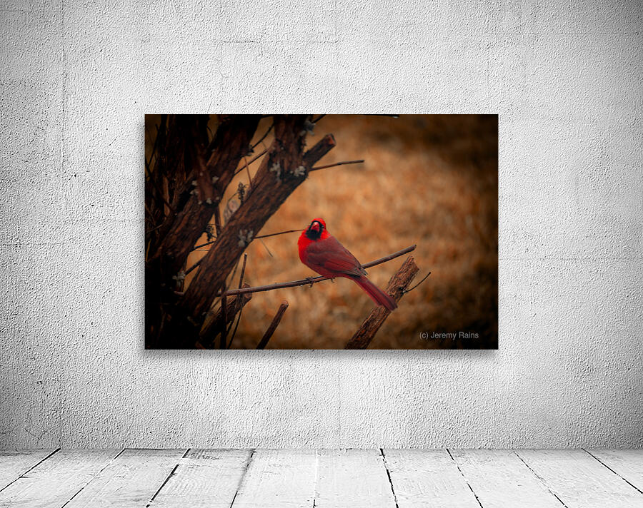 Cardinal  Wall Preview