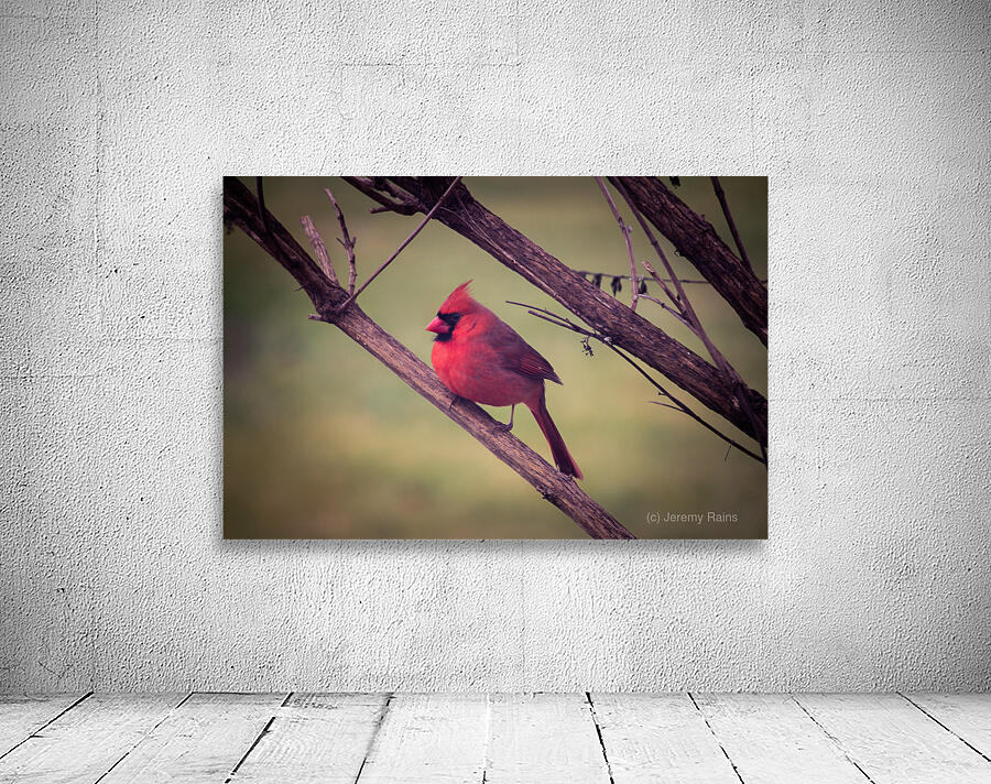 Bird Watch Wall Preview
