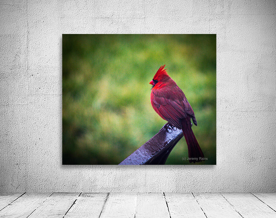 Cardinal Wall Preview