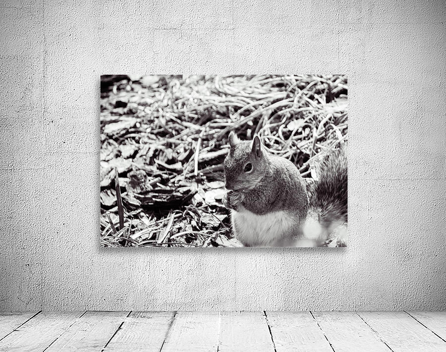 Squirrel Wall Preview