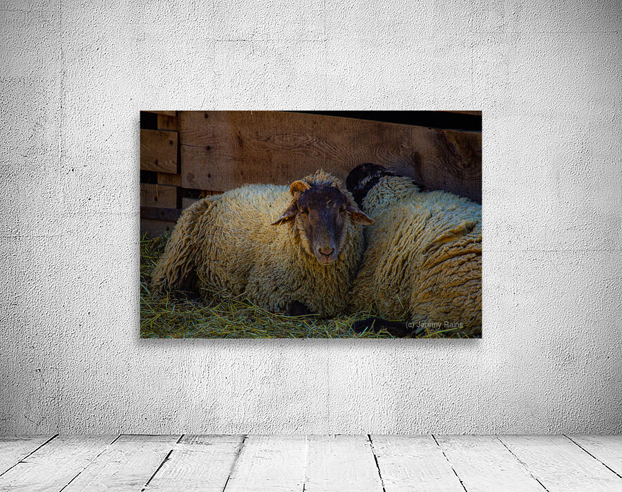 Sheep Wall Preview
