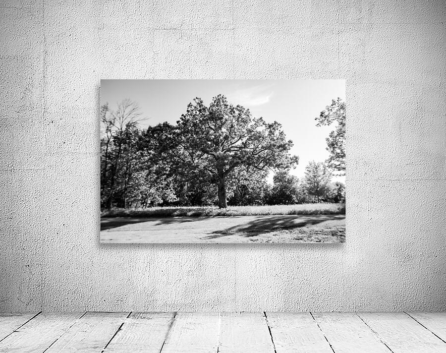 The Old Oak Wall Preview