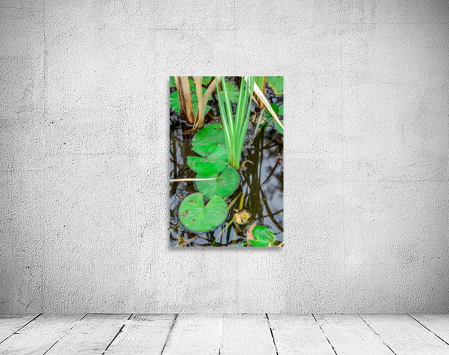 Lilly Pads Wall Preview