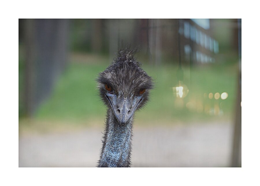 Curious Glance Picture Frame print