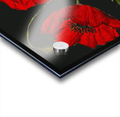 Les coquelicots Acrylic print
