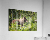 In the Brush Acrylic Print