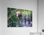 Curious Bear Acrylic Print