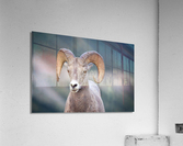 Ram Acrylic Print