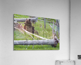 Mama Bear Acrylic Print